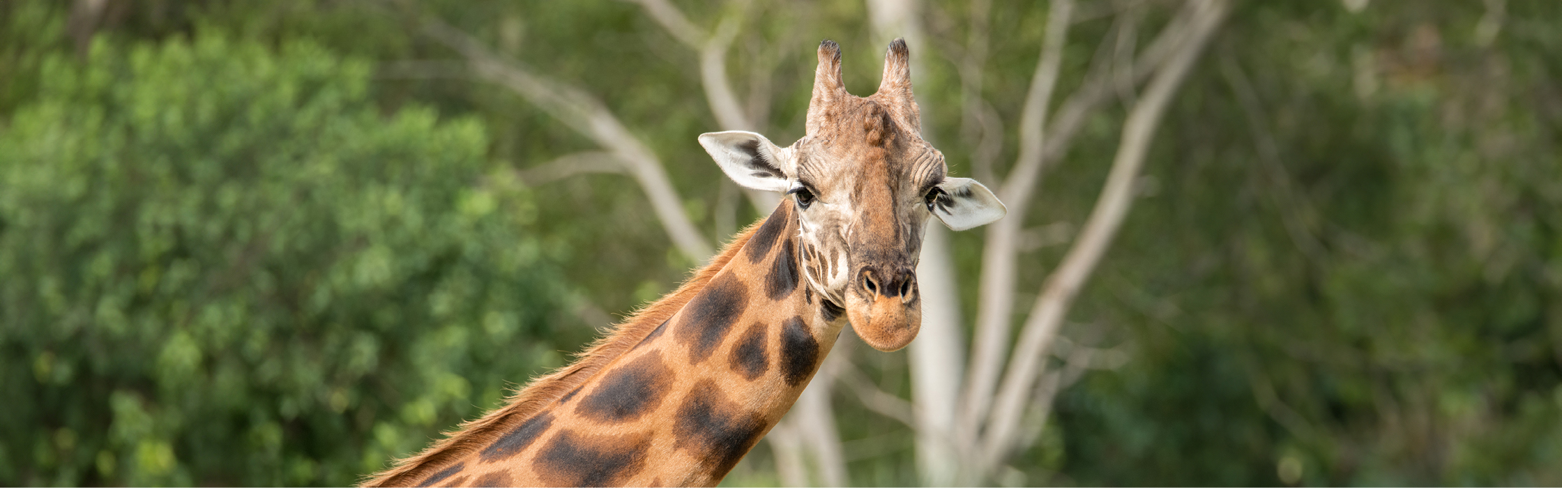 Giraffe_2240 x 700
