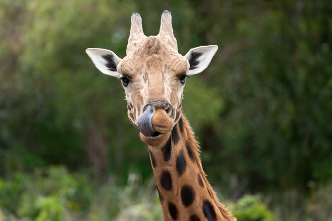 Adult giraffe standing over and licking the head of a young giraffe from neck up.