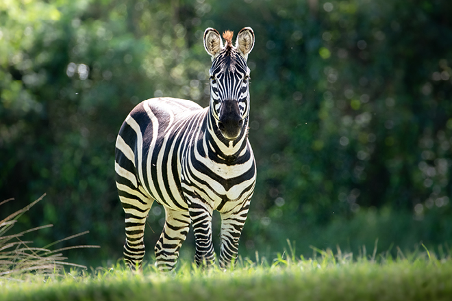 Zebra grazing in the grass with body showing.