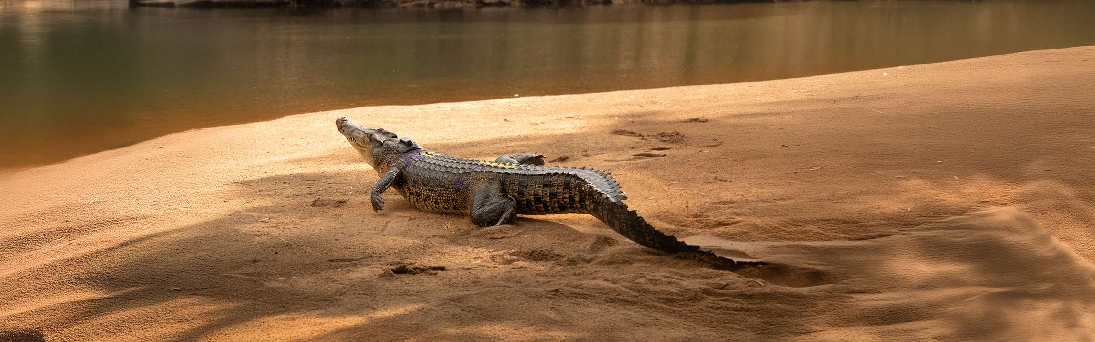 10021 - Croc Tracking - AZ Web Assets ANDREA BERRY_2240 x 700