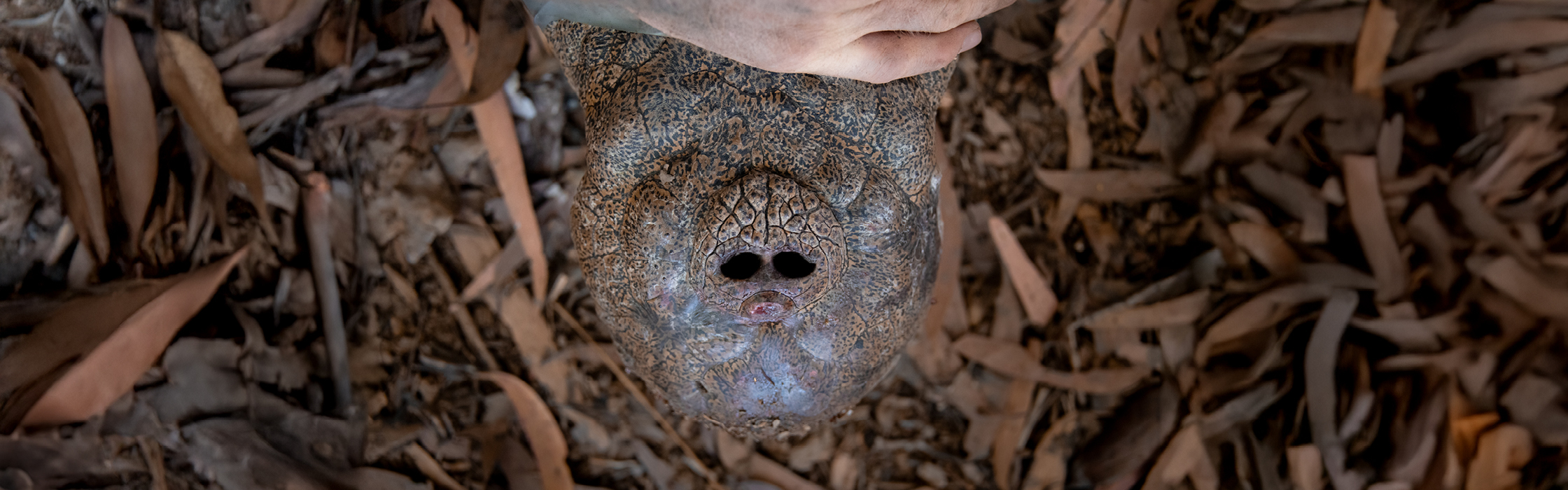 10021 - Croc Tracking - AZ Web Assets CARRINGTON_2240 x 700