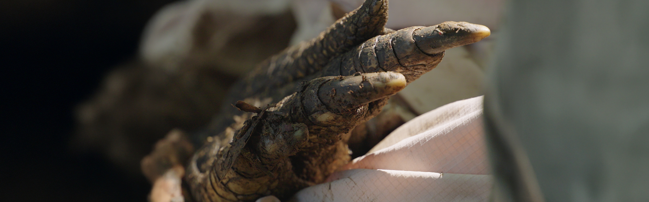 10021 - Croc Tracking - AZ Web Assets KENNY_2240 x 700