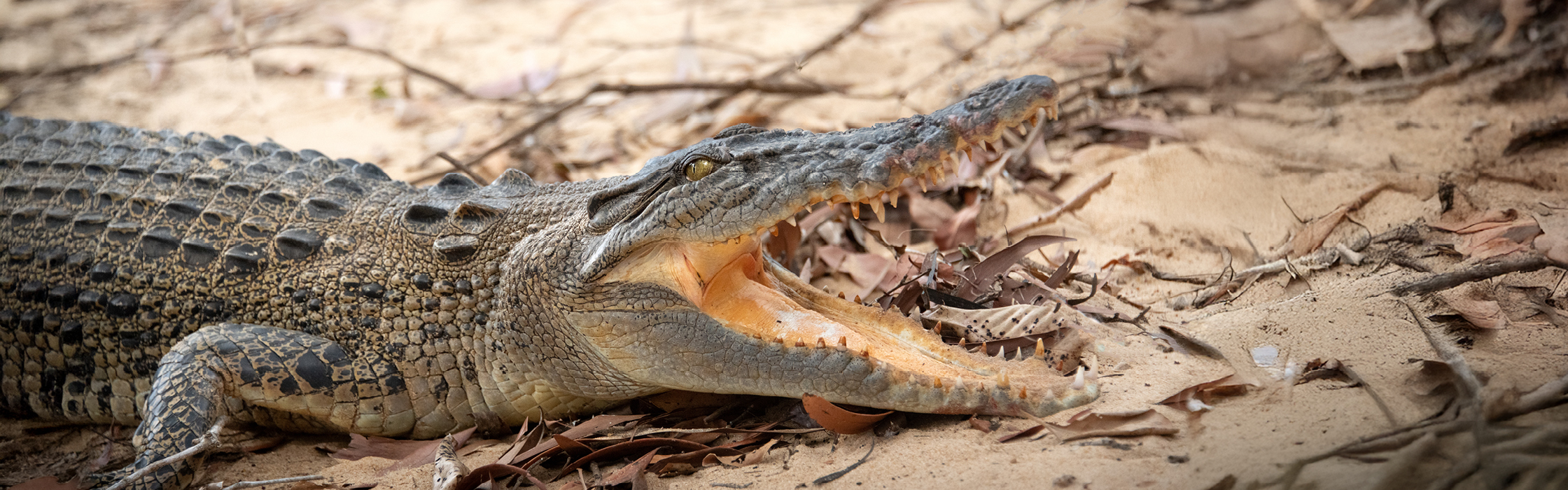 10021 - Croc Tracking - AZ Web Assets KENTON_2240 x 700