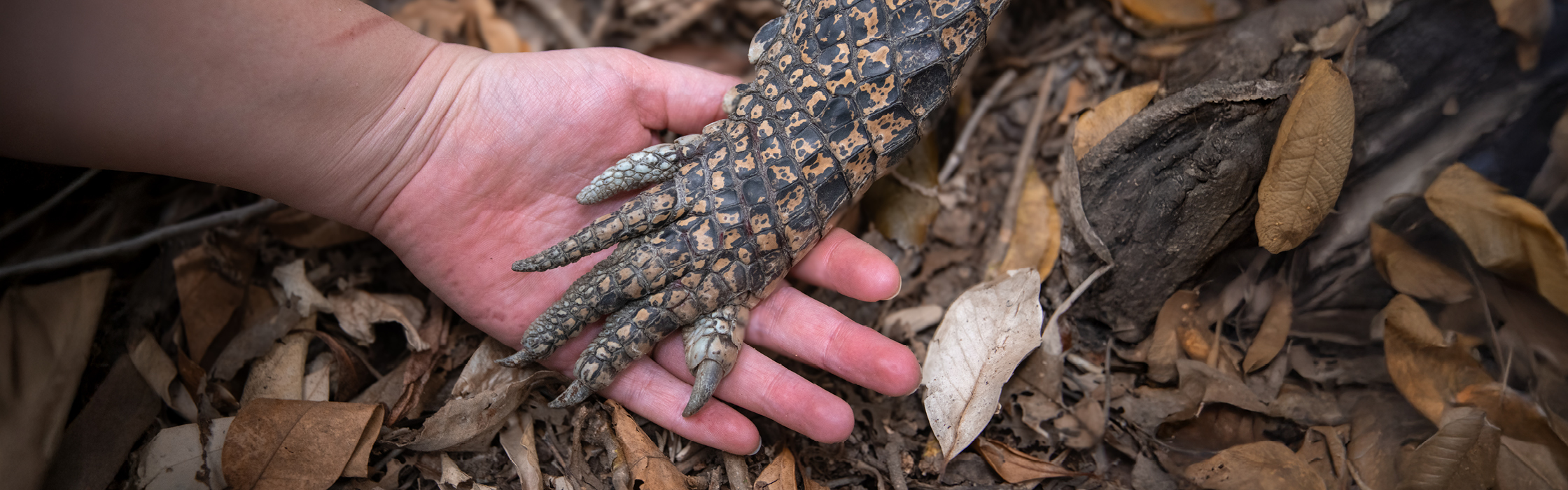 10021 - Croc Tracking - AZ Web Assets MORAG_2240 x 700