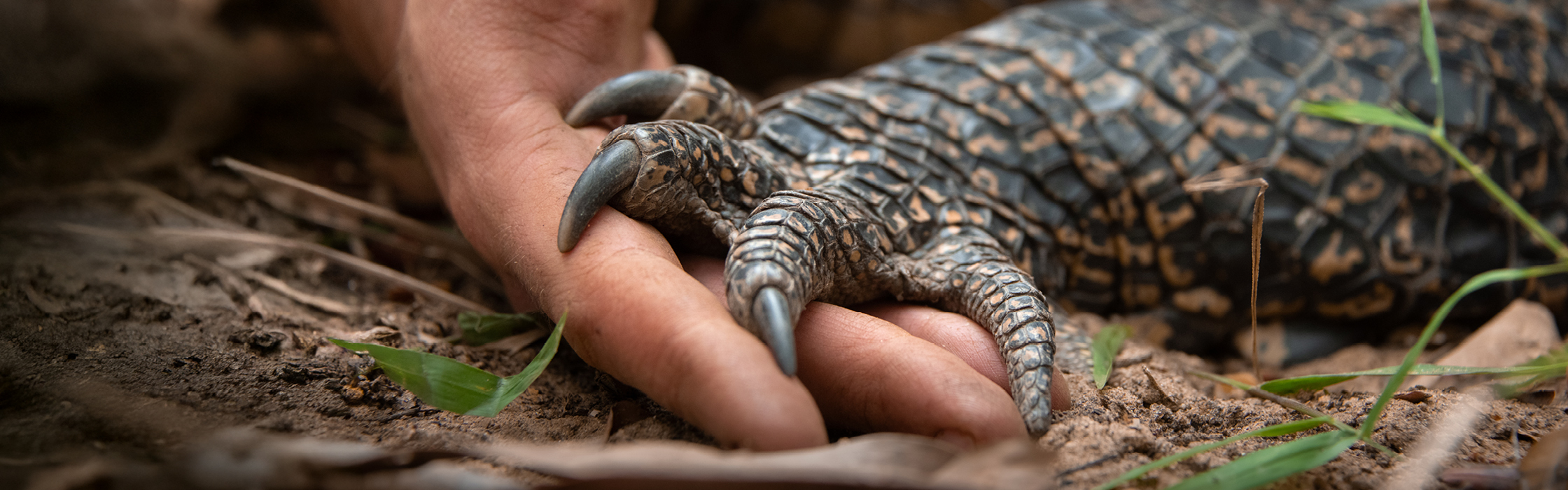 10021 - Croc Tracking - AZ Web Assets RALPH_2240 x 700