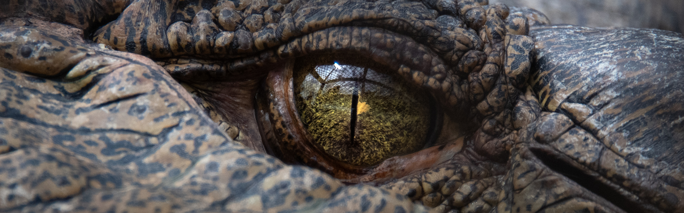 10021 - Croc Tracking - AZ Web Assets SIMON MORRISON_2240 x 700