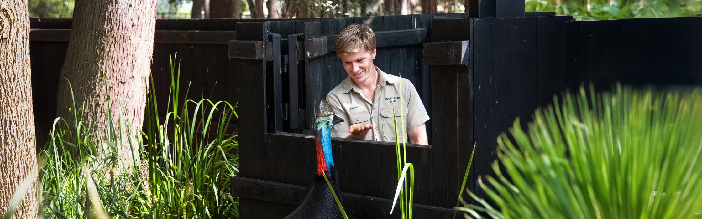 Cassowary Irwin