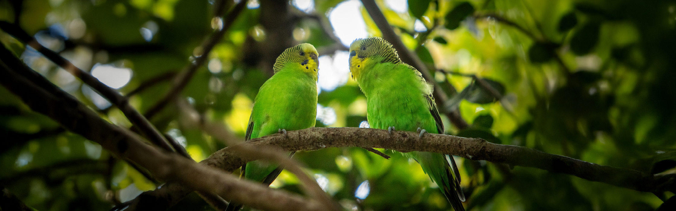 10089 - GBG New Birds - AZ Web Assets V1Australian Bush Budgie_2240 x 700_01