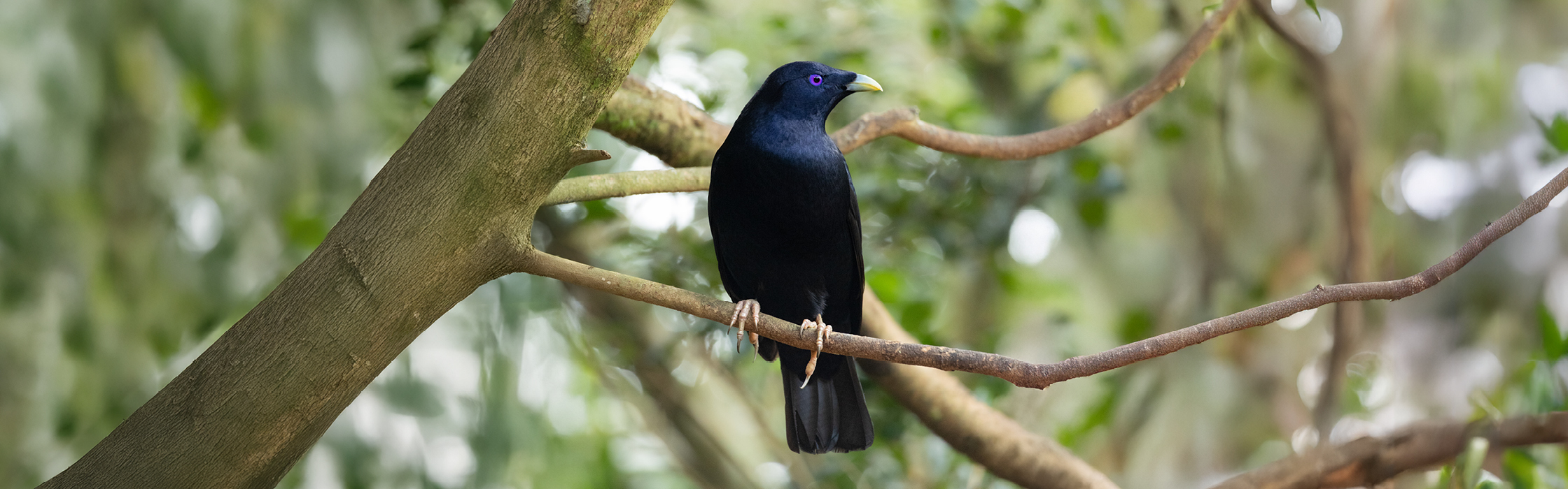 10089 - GBG New Birds - AZ Web Assets V1Satin Bower Bird_2240 x 700_01