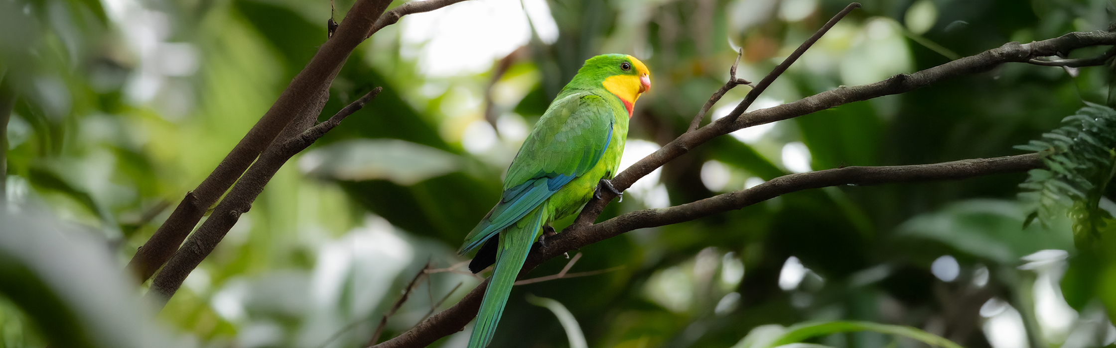 10089 - GBG New Birds - AZ Web Assets V1Superb Parrot_2240 x 700_01