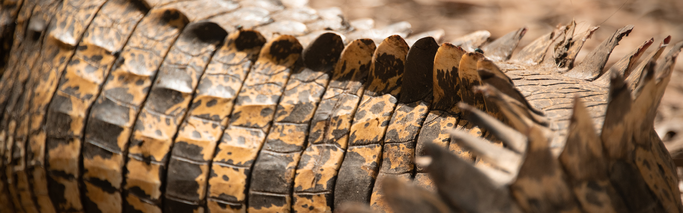 10127 - Croc Tracking - AZ Web Assets V1AUSTIN _2240 x 700