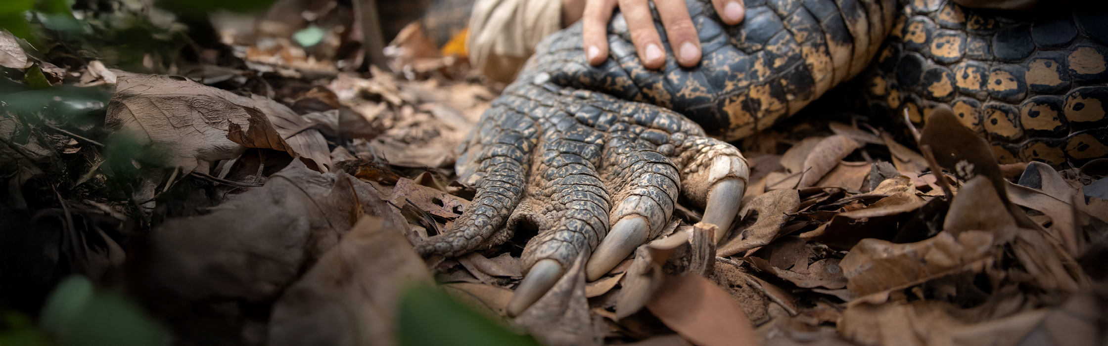 10127 - Croc Tracking - AZ Web Assets V1NERO _2240 x 700