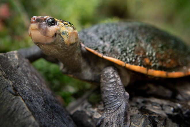 A Tortoise looking directly at the camera.