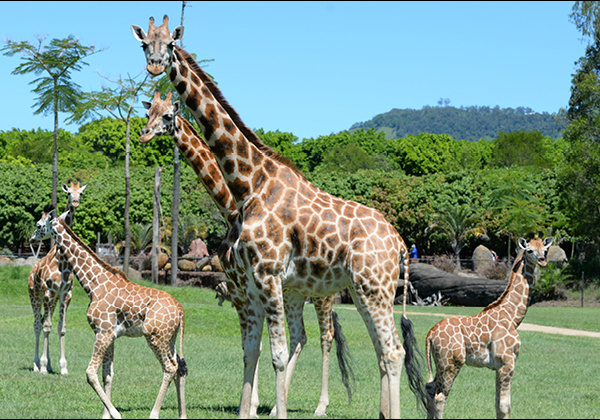 Giraffes in their open enclosure.