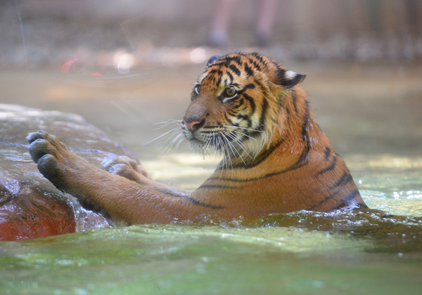 Tiger in the water.