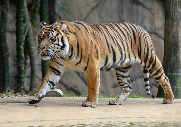Tiger walking.