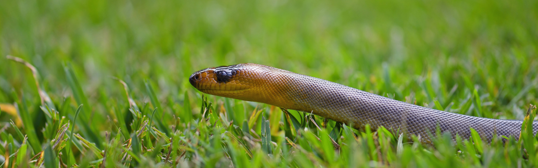 5955_AZ_Adopt_Lionel_2240x700_WEB