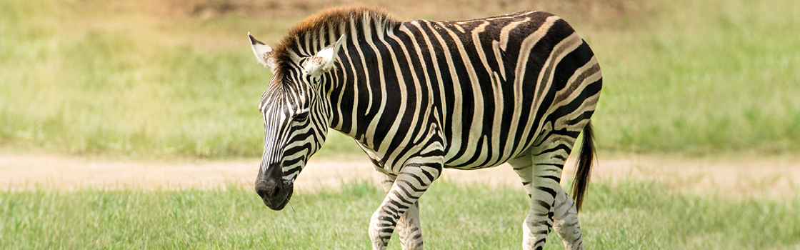 Adopt an Animal Lucas Zebra