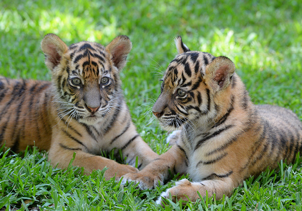 Two Sumatran Tiger subs laying in the grass together.